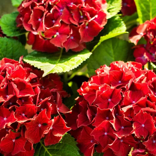 Kerti Hortenzia - Hydrangea macrophylla - "Little XS Red"