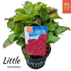 Kerti Hortenzia - Hydrangea macrophylla - "Little XS Red"