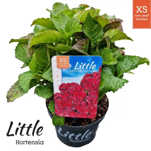 Kerti Hortenzia - Hydrangea macrophylla - "Little XS Red"