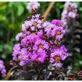   Kínai selyemmírtusz - Lagerstroemia indica - "Black Diamond Mystic Magenta"