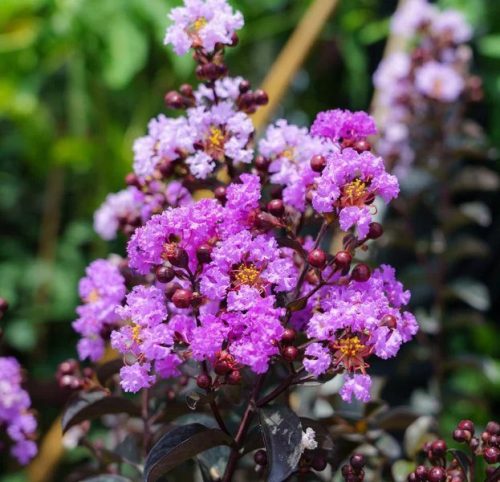 Kínai selyemmírtusz - Lagerstroemia indica - "Black Diamond Mystic Magenta"