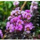 Kínai selyemmírtusz - Lagerstroemia indica - "Black Diamond Mystic Magenta"