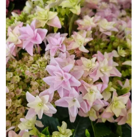   Kerti Hortenzia " Floria Rose" - Hydrangea macrophylla
