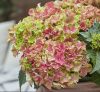 Kerti hortenzia - Hydrangea macrophylla Surfing Safari 'Picked Sunset"