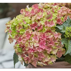   Kerti hortenzia - Hydrangea macrophylla Surfing Safari 'Picked Sunset"