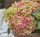 Kerti hortenzia - Hydrangea macrophylla Surfing Safari 'Picked Sunset"