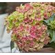 Kerti hortenzia - Hydrangea macrophylla Surfing Safari 'Picked Sunset"