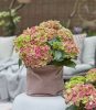 Kerti hortenzia - Hydrangea macrophylla Surfing Safari 'Picked Sunset"