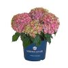 Kerti hortenzia - Hydrangea macrophylla Surfing Safari 'Picked Sunset"