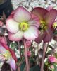 Helleborus x iburgensis - Ice N Roses 'Mary Marble' - Hunyor