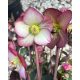 Helleborus x iburgensis - Ice N Roses 'Mary Marble' - Hunyor