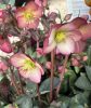 Helleborus x iburgensis - Ice N Roses 'Mary Marble' - Hunyor