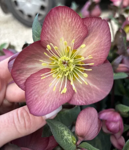 Helleborus x iburgensis - Ice N Roses 'Mary Marble' - Hunyor