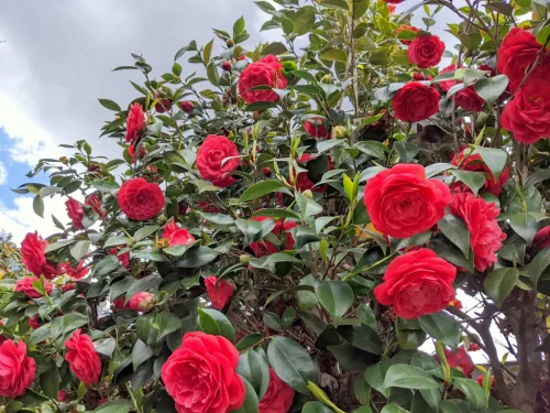 Camellia Japonica " Red " - Japán Kamélia