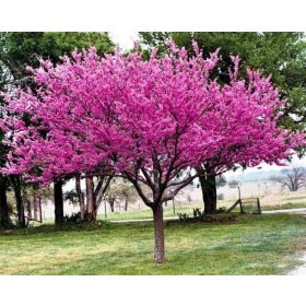   Bordó levelű júdásfa - Cercis canadensis "Merlot"