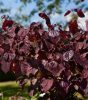 Bordó levelű júdásfa - Cercis canadensis "Merlot"