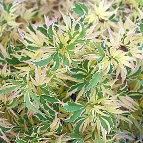 Japán juhar - Acer palmatum "Butterfly" -Cs10
