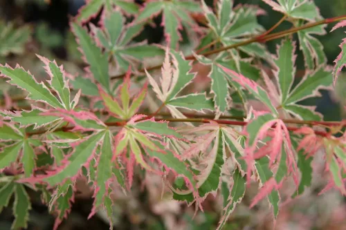 Japán juhar - Acer palmatum "Butterfly" -Cs10