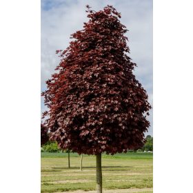 Oszlopos vöröslevelű juhar - Acer platanoides ‘Crimson Sentry’ 