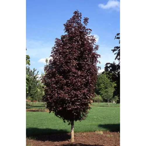 Oszlopos vöröslevelű juhar - Acer platanoides ‘Crimson Sentry’ 