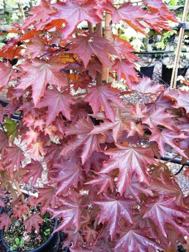 Oszlopos vöröslevelű juhar - Acer platanoides ‘Crimson Sentry’ 