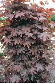Oszlopos vöröslevelű juhar - Acer platanoides ‘Crimson Sentry’ 