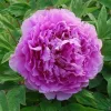 Lila fás szárú Bazsarózsa - Paeonia suffruticosa P19