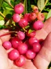 Rózsaszín áfonya - Vaccinium Corymbosum "Pink Lemonade"