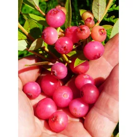   Rózsaszín áfonya - Vaccinium Corymbosum "Pink Lemonade"