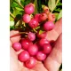 Rózsaszín áfonya - Vaccinium Corymbosum "Pink Lemonade"