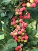 Rózsaszín áfonya - Vaccinium Corymbosum "Pink Lemonade"