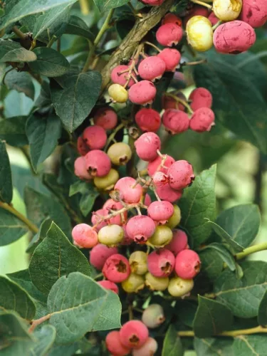 Rózsaszín áfonya - Vaccinium Corymbosum "Pink Lemonade"
