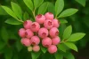 Rózsaszín áfonya - Vaccinium Corymbosum "Pink Lemonade"