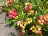 Rózsaszín áfonya - Vaccinium Corymbosum "Pink Lemonade"
