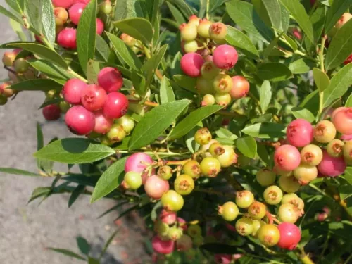 Rózsaszín áfonya - Vaccinium Corymbosum "Pink Lemonade"
