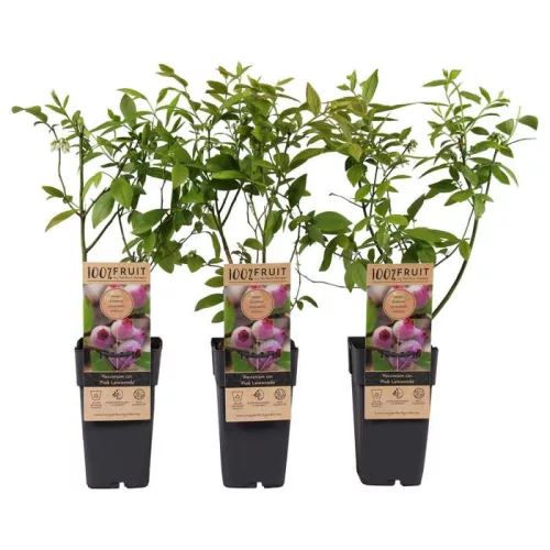 Rózsaszín áfonya - Vaccinium Corymbosum "Pink Lemonade"