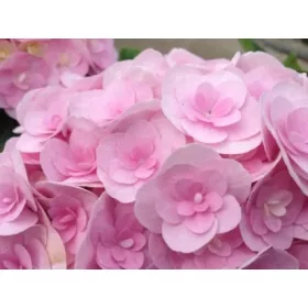   Kerti hortenzia - Hydrangea macrophylla 'Love" - Cs9