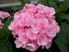 Kerti hortenzia - Hydrangea macrophylla 'Love" - Cs9