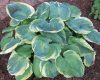 Árnyékliliom - Hosta 'Pizzazz'