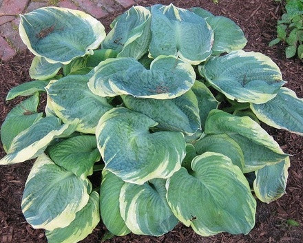 Árnyékliliom - Hosta 'Pizzazz'