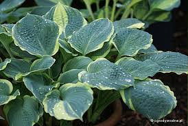 Árnyékliliom - Hosta 'Pizzazz'