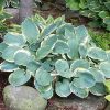 Árnyékliliom - Hosta 'Pizzazz'