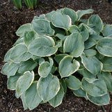 Árnyékliliom - Hosta 'Pizzazz'