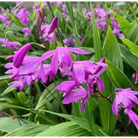 Bletilla striata - Japán orchidea