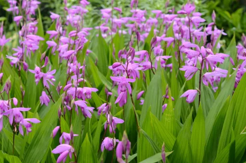 Bletilla striata - Japán orchidea