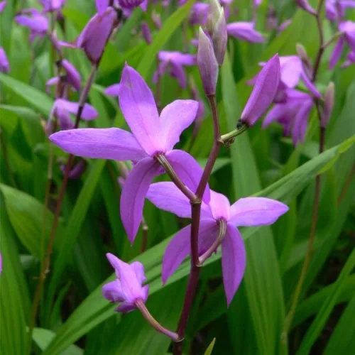 Bletilla striata - Japán orchidea