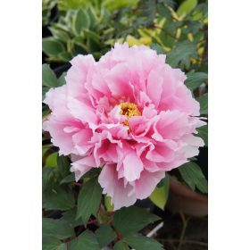 világos rózsaszín fás szárú Bazsarózsa - Paeonia suffruticosa