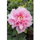 világos rózsaszín fás szárú Bazsarózsa - Paeonia suffruticosa