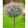 Törzses tarkalevelü Japán fűz - Salix Integra "Hakuro-nishiki" - 80 cm törzs