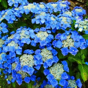 Kerti hortenzia - Hydrangea macrophylla Teller Blue